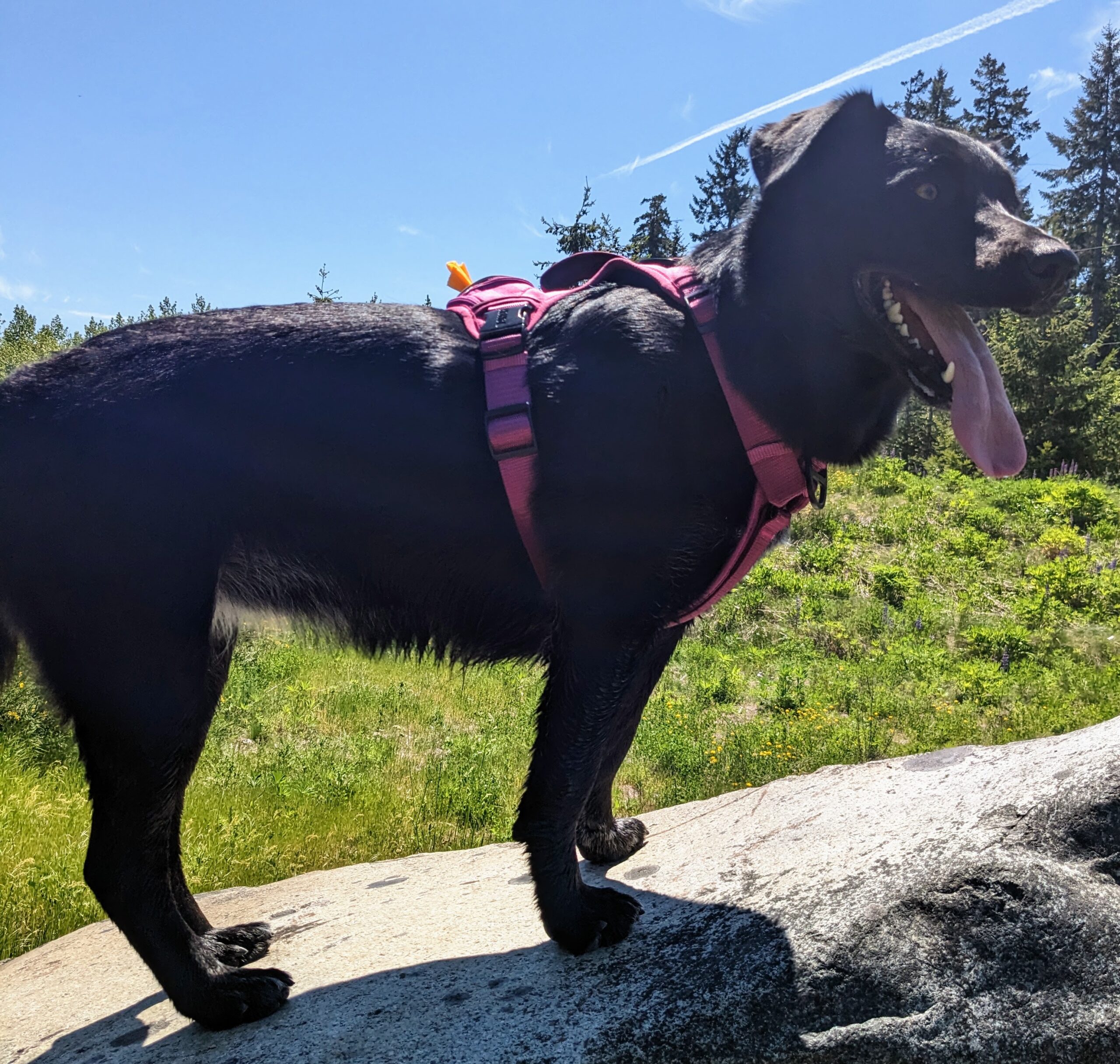 Bella, official dog product tester, a black labrador border collie mix wearing a pink harness and standing upon a large rock in a green field with evergreen trees in the background under a blue sky